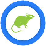 Rat