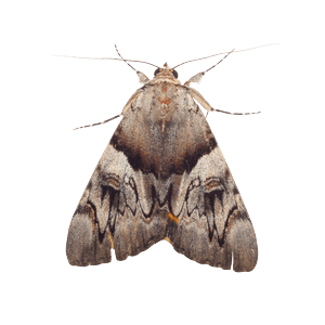 Moth Control Brighton