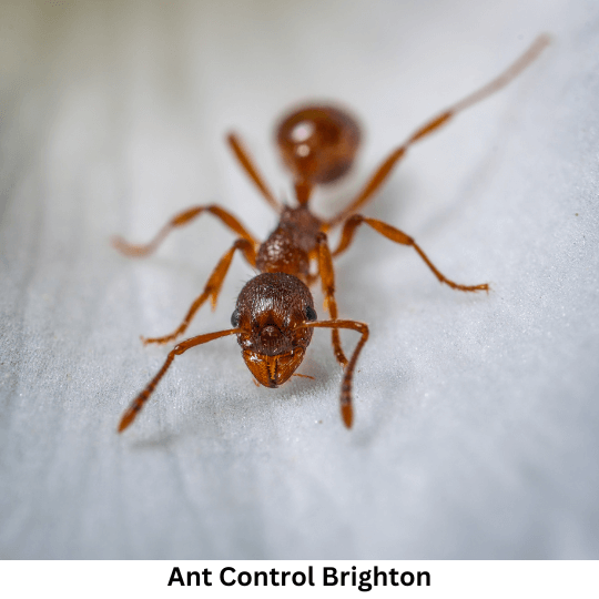 Ant Control Brighton