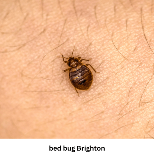 Bed Bug Control Brighton Bed Bug Control Brighton