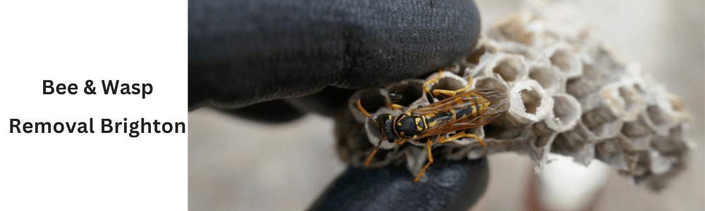 Bee And Wasp Removal Brighton