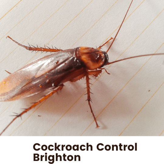 Cockroach Control Brighton